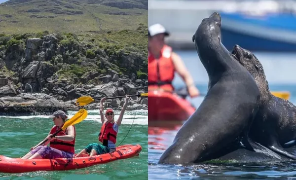 Enjoy a Kayaking Experience in Cape Town - Image 3