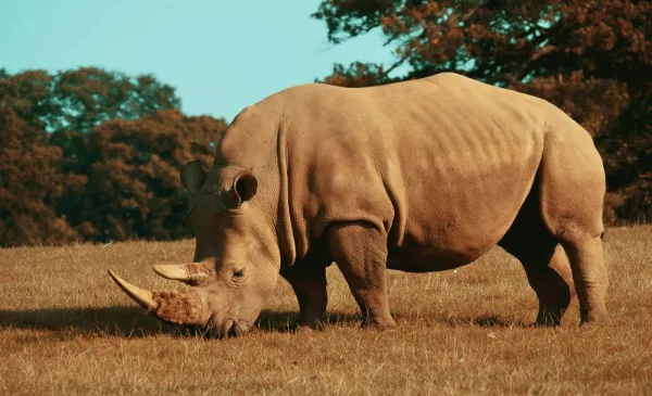 Experience the Untamed Wilderness with a Midweek Game Drive Experience - Image 4