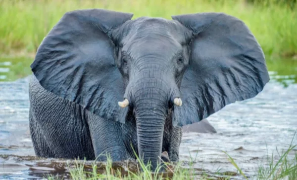 Experience the Untamed Wilderness with a Midweek Game Drive Experience - Image 3