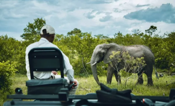 Experience the Untamed Wilderness with a Midweek Game Drive Experience