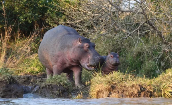 A Picturesque Half Day at iSimangaliso Wetland Park - Image 4