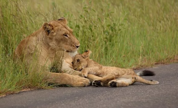 A Magical Private Safari for Up to 6 people - Image 4
