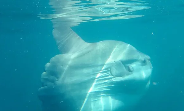 Try a Tranquil E-Kayaking Experience for Two in Cape Town - Image 4