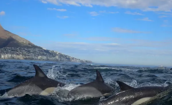Try a Tranquil E-Kayaking Experience for Two in Cape Town - Image 5